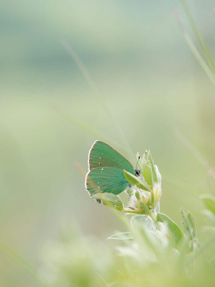 A green butterfly rests on a flower.